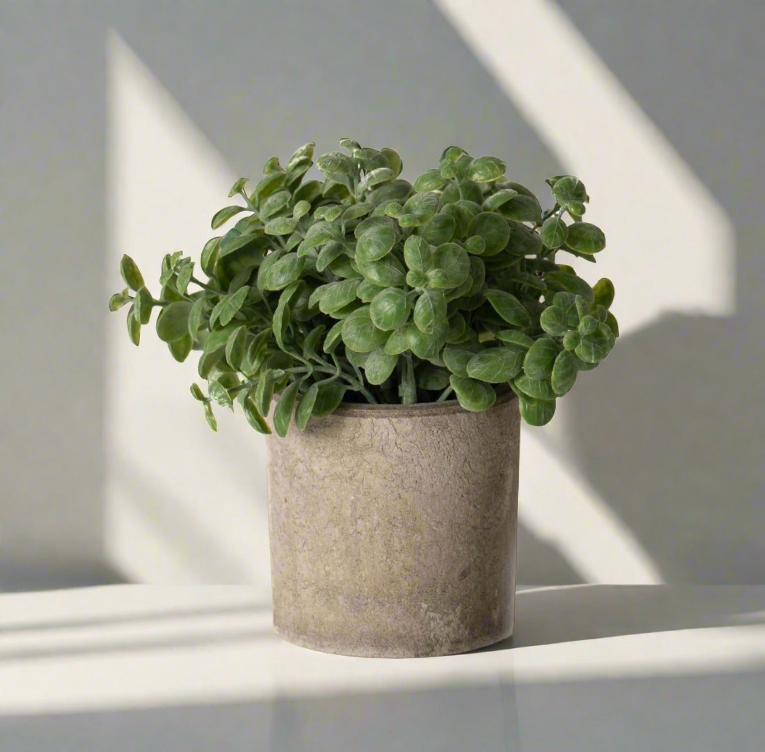 extra large planters cheap Maracay Shell Planter Extra Large at SPROUT HOME main image 1